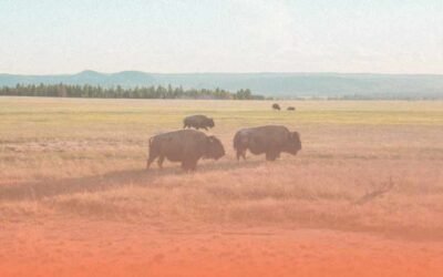 Best Holiday Places Close to Wildlife