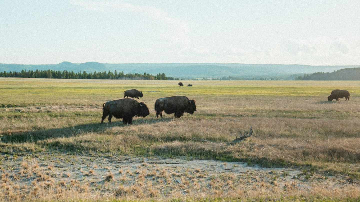 Bison in the Open Field