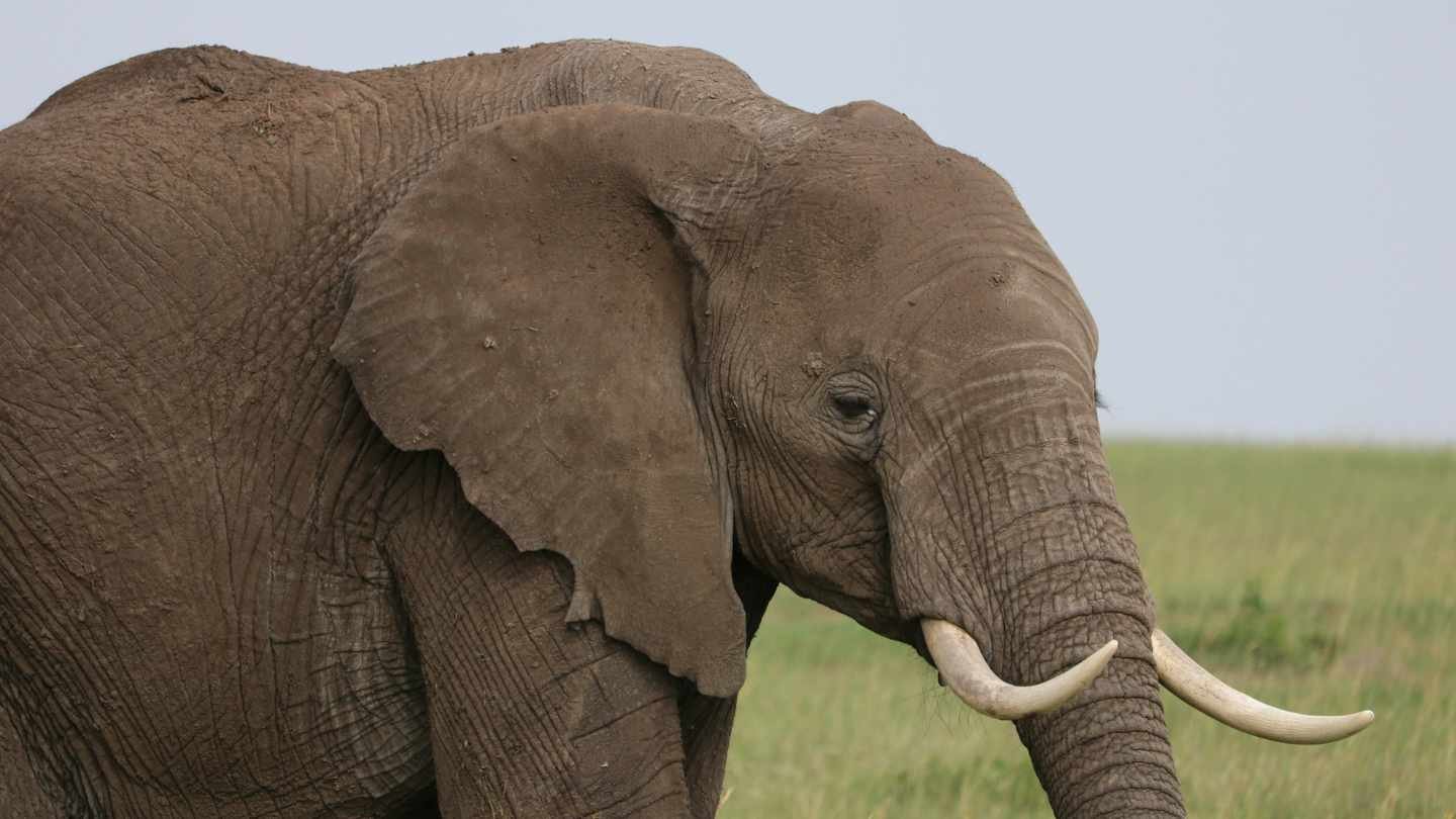 Elephant Close-up