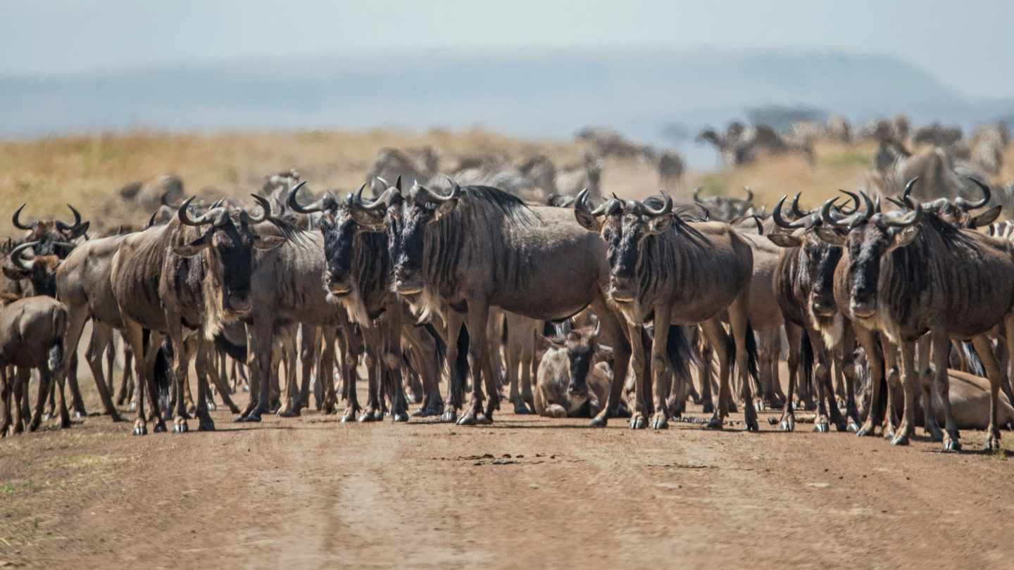 Herd of Wildebeest in Kenya