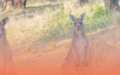 Best Holiday Places in Australasia