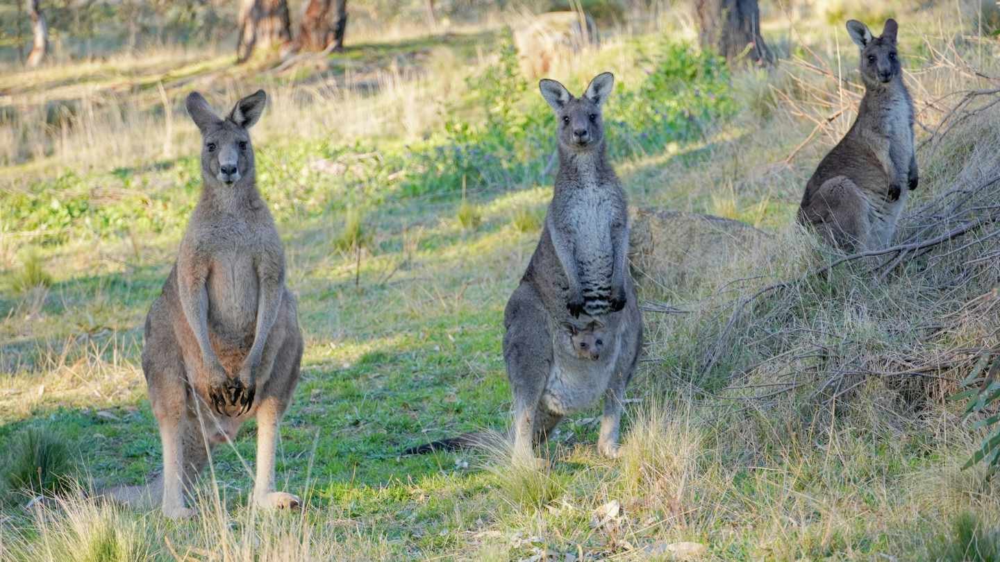 Kangaroos in a Field