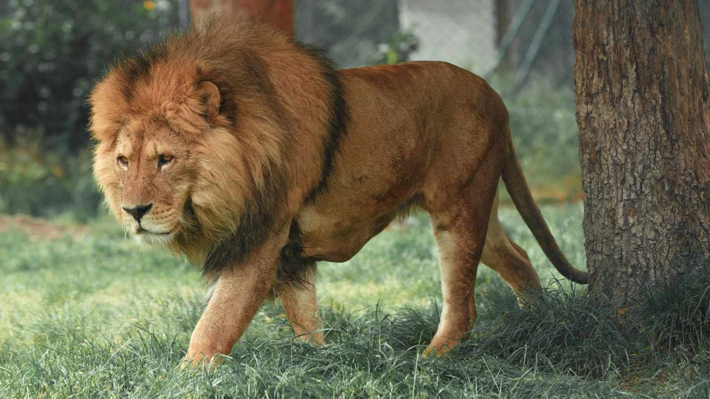 Lion walking past a Tree