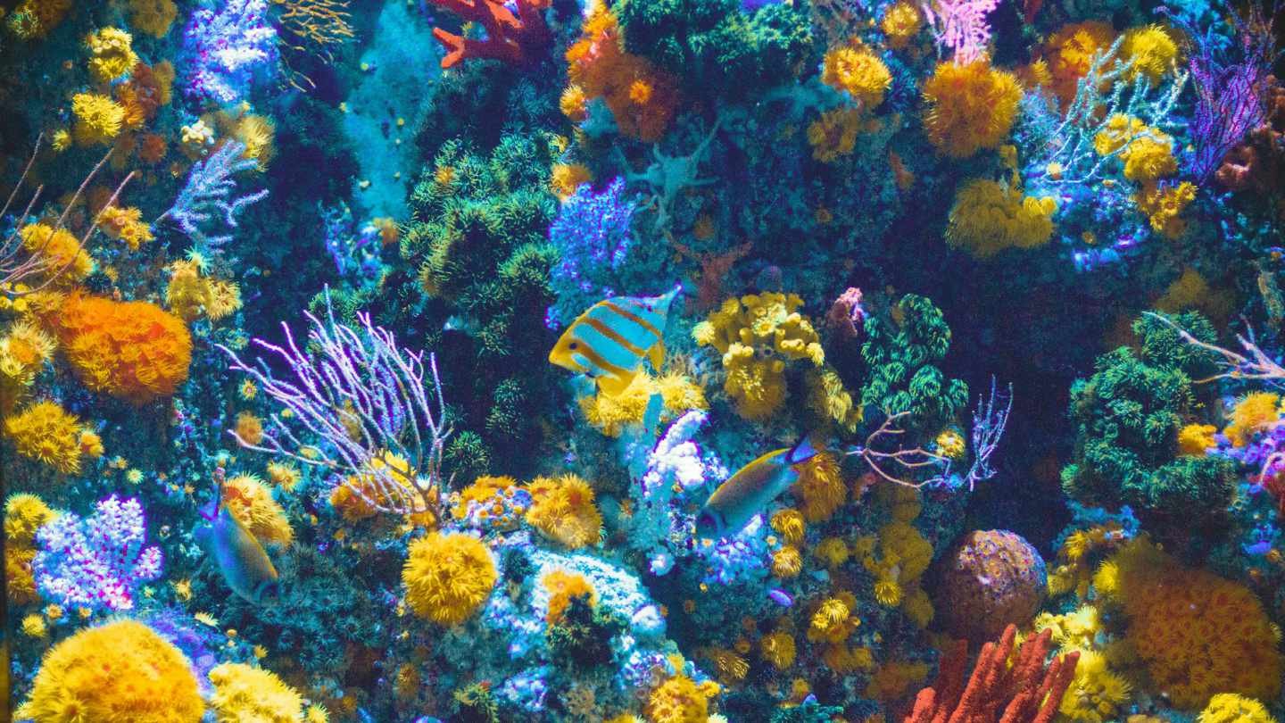 The Great Barrier Reef