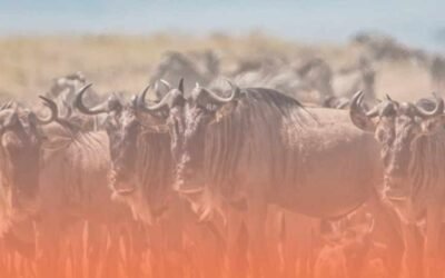 Best Holiday Places in Kenya