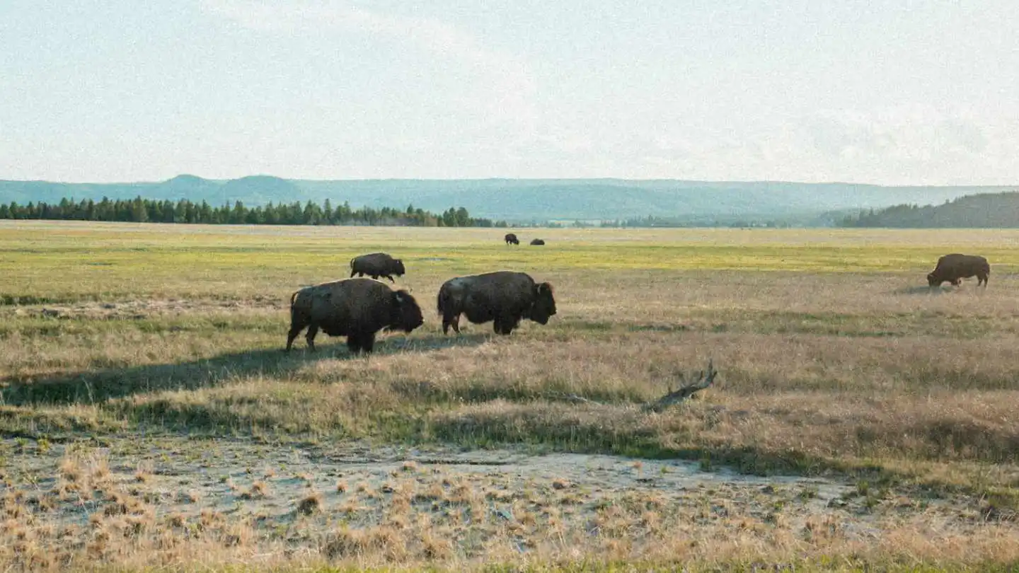 Bison in the Open Field