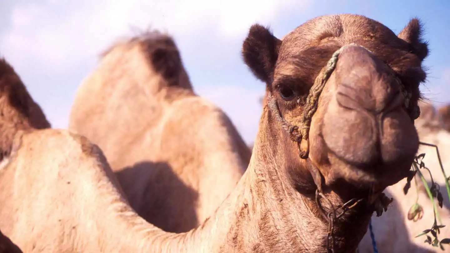 camel-closeup Lovable Camels
