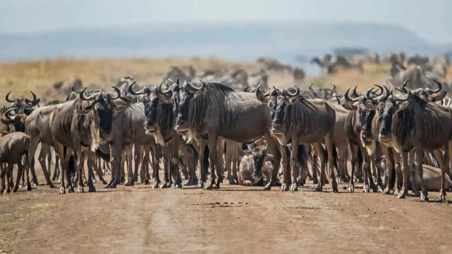 herd-wildebees Herd of Wildebeest in Kenya