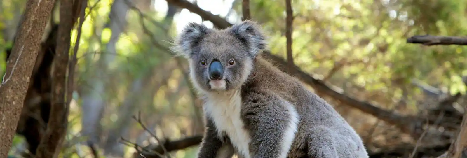 Australia Holiday