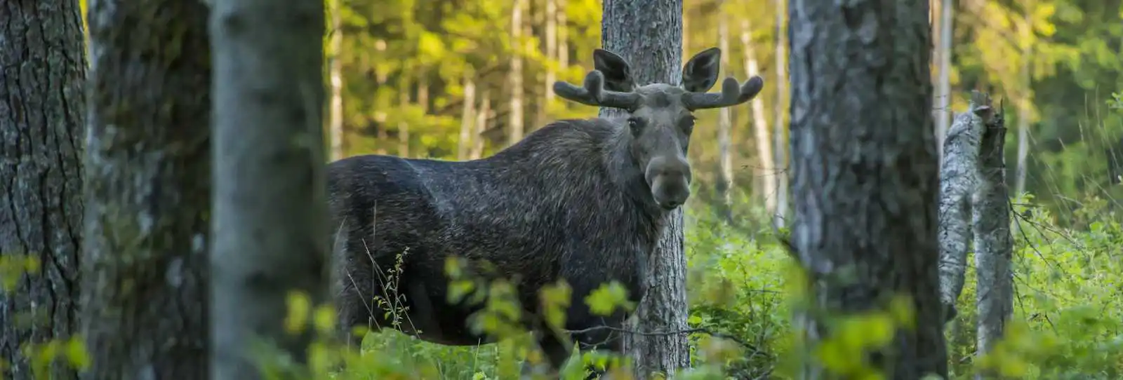 Wildlife Adventures